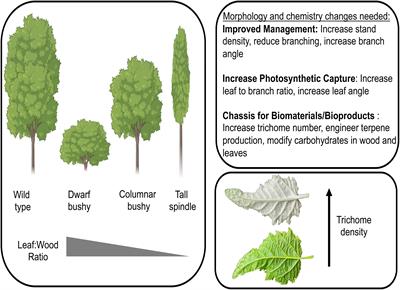 Engineering custom morpho- and chemotypes of Populus for sustainable production of biofuels, bioproducts, and biomaterials